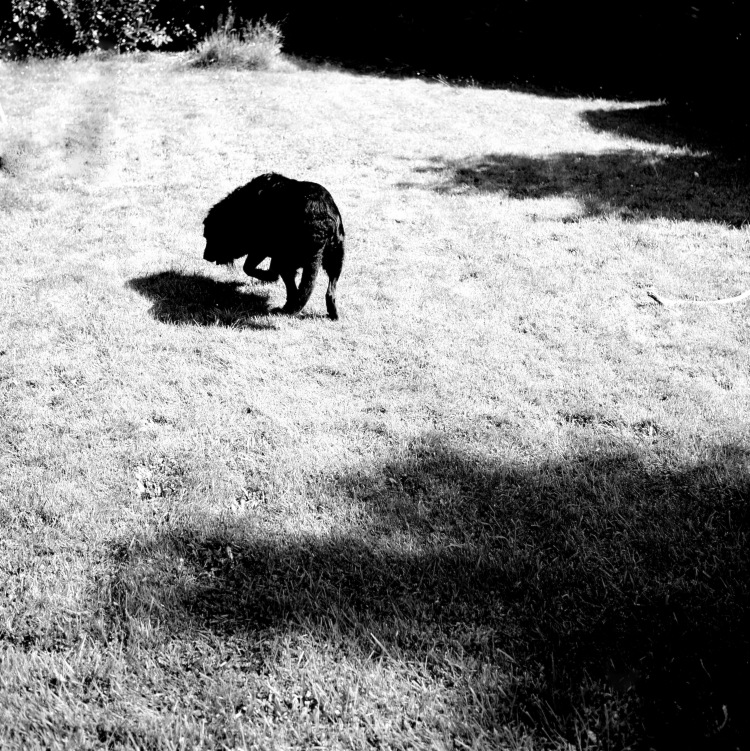 L'ombre et le chien